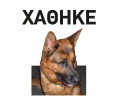 Σκύλος αρσενικός Γερμανικός Ποιμενικός χάθηκε στην Κορινθία
