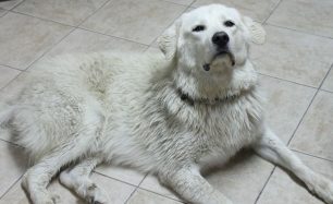Χάθηκε θηλυκός σκύλος στο Μαρούσι Αττικής