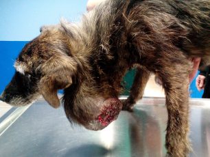 Σκύλος πυροβολημένoς & μ’ έναν τεράστιο όγκο στο λαιμό περιφερόταν στο Αγναντερό Καρδίτσας