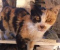 Εντόπισαν τις 3 από τις 4 γάτες που η Αμερικανική Πρεσβεία στην Αθήνα είχε εξαφανίσει από τον περίβολο της