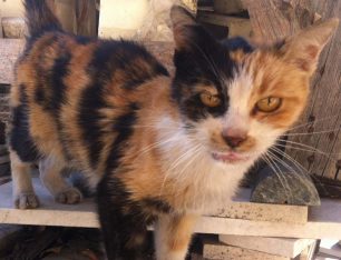 Εντόπισαν τις 3 από τις 4 γάτες που η Αμερικανική Πρεσβεία στην Αθήνα είχε εξαφανίσει από τον περίβολο της