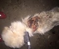 Άμφια Ροδόπης: Βρήκαν τον σκύλο χτυπημένο στην πλάτη με τσάπα ή φτυάρι (βίντεο)