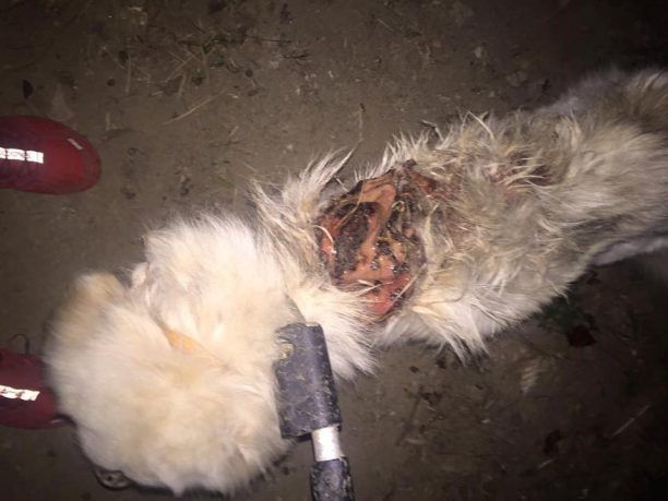 Άμφια Ροδόπης: Βρήκαν τον σκύλο χτυπημένο στην πλάτη με τσάπα ή φτυάρι (βίντεο)