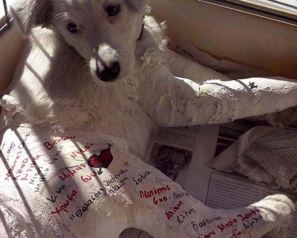 Έκκληση για να καλυφθούν τα έξοδα της σκυλίτσας που πέταξε από το μπαλκόνι ο ιδιοκτήτης της στο Άργος (βίντεο)