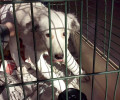 Αργολίδα: Ποινή - «χάδι» για τον άνδρα που πέταξε τον σκύλο του από το μπαλκόνι στο Άργος το 2015 (βίντεο)