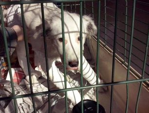 Αργολίδα: Ποινή - «χάδι» για τον άνδρα που πέταξε τον σκύλο του από το μπαλκόνι στο Άργος το 2015 (βίντεο)