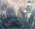 Άγνωστο μέχρι στιγμής από τι πέθανε η αρκούδα στην Περδίκκα του Δήμου Εορδαίας
