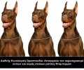 Διεθνής Κυνολογική Ομοσπονδία: Απαγορεύει τον ακρωτηριασμό αυτιών και ουράς σκύλων ράτσας Ντόμπερμαν