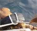 Δραπετσώνα: Πυροσβέστες έσωσαν τον γέρικο σκύλο που κινδύνευε να πνιγεί στη θάλασσα (βίντεο)