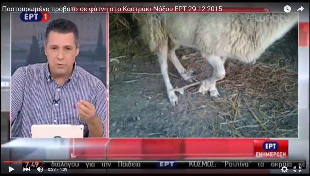 Στην ΕΡΤ το ρεπορτάζ του zoosos.gr για το παστουρωμένο πρόβατο σε φάτνη στη Νάξο (βίντεο)