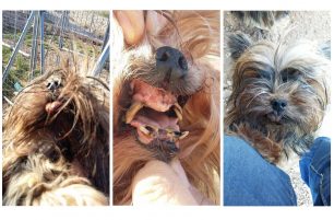18-6-2018 η δίκη στο Εφετείο Αθηνών για την παράνομη εκτροφέα που πωλούσε σκυλιά στα Σπάτα