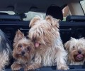 Καταδικάστηκε απ'το Εφετείο με μειωμένη ποινή & αναστολή η παράνομη εκτροφέας σκυλιών στα Σπάτα Αττικής