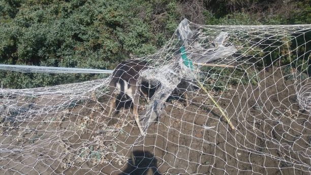 Ρόδος: Δασοφύλακες έσωσαν το ελάφι που παγιδεύτηκε σε δίχτυα στην Απολακκιά (βίντεο)