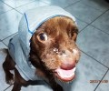Βρετανοί υιοθέτησαν τον σκύλο που κακοποιήθηκε βάναυσα στα Χανιά και γλύτωσε χάρη στην 28χρονη κτηνίατρο