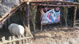 Πρόβατο με δεμένα τα πόδια ζωντανό ντεκόρ μέσα στη φάτνη στο Καστράκι της Νάξου