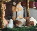 Στη ζεστασιά της χριστουγεννιάτικης φάτνης στη Λιβαδειά Βοιωτίας