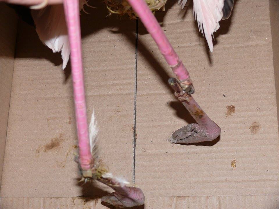FlamingoAmvrakikosAkrotiriasmeno (2)