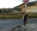 Γαλάτιστα Χαλκιδικής: Σκότωσε το ζώο και το κρέμασε στην πινακίδα του STOP έξω τα σχολεία