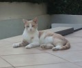 Χάθηκε στο Χαλάνδρι στειρωμένη θηλυκή γάτα