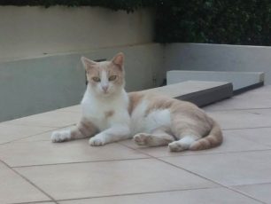 Χάθηκε στο Χαλάνδρι στειρωμένη θηλυκή γάτα