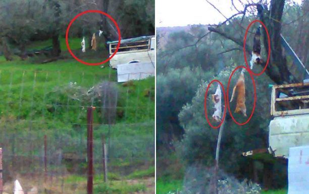 Συνελήφθη ο άνδρας στο χωράφι του οποίου βρέθηκαν 3 γάτες κρεμασμένες σε δέντρο στη Λυσιμαχία Αιτωλοακαρνανίας