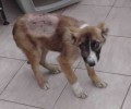 Αναρρώνει ο σκυλάκος που πυροβολήθηκε στο κεφάλι στην Ιερισσό Χαλκιδικής