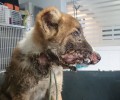 Πυροβολημένος στο κεφάλι αδέσποτος σκύλος στην Ιερισσό Χαλκιδικής