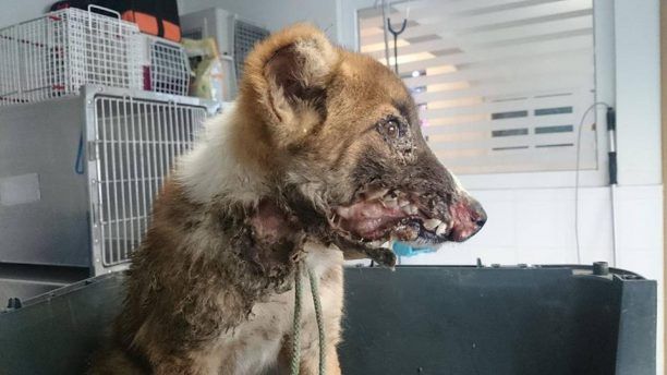 Πυροβολημένος στο κεφάλι αδέσποτος σκύλος στην Ιερισσό Χαλκιδικής