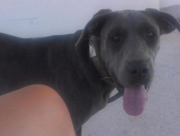 Χάθηκε θηλυκός σκύλος Κάνε Κόρσο στον Πεντάλοφο Θεσσαλονίκης