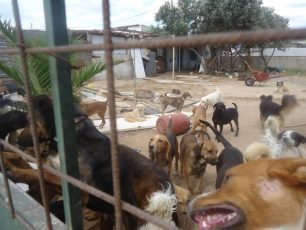 Καταδικάστηκε χωρίς αναστολή στο Εφετείο ο άνδρας που κακοποιούσε σκυλιά σε παράνομο κυνοκομείο στον Ασπρόπυργο