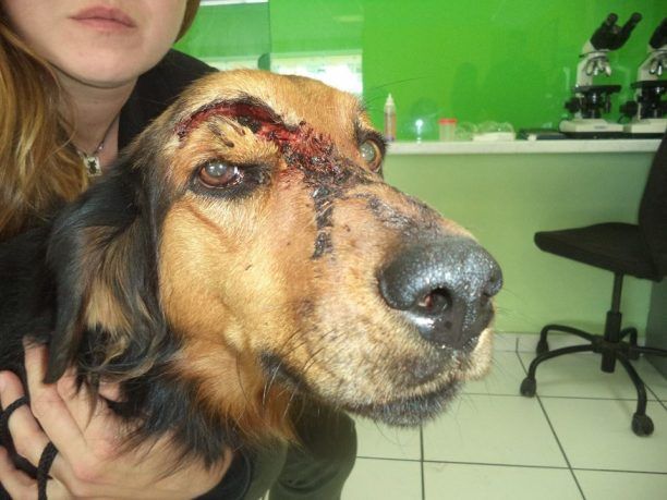 Βρήκαν την σκυλίτσα – μασκότ του Προαστιακού Σταθμού Ζευγολατιού χτυπημένη στο κεφάλι με αξίνα!