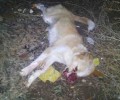 Σκύλος νεκρός χτυπημένος στο κεφάλι και με δεμένα τα πόδια με σύρμα στον Καρτελά Μεσσηνίας