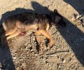 Κομοτηνή: Σκότωσε τον σκύλο πυροβολώντας επανειλημμένα μπροστά στα μάτια του ιδιοκτήτη του