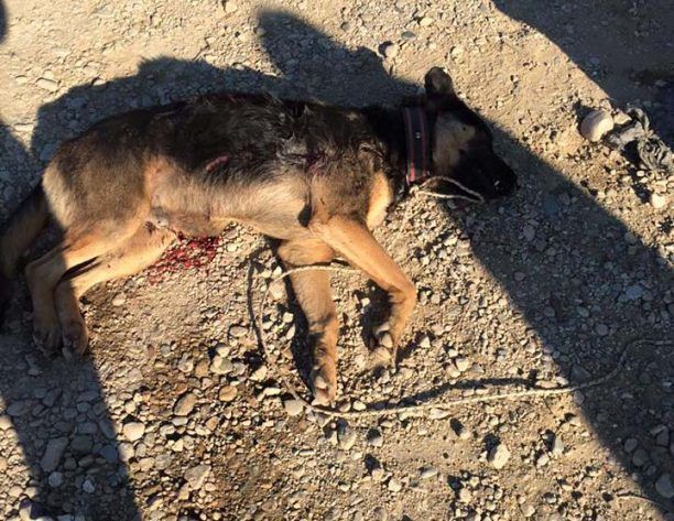Κομοτηνή: Παραδόθηκε σήμερα στην Αστυνομία ο άνδρας που εκτέλεσε τον σκύλο