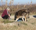 Υιοθέτησε τον γέρικο ποιμενικό σκύλο που εγκατέλειψε κτηνοτρόφος στην Πέλλα