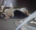Θα δικαστεί ο άνδρας που κρέμασε σε τσιγκέλι και έπνιξε σκύλο στην Κρυοπηγή Χαλκιδικής