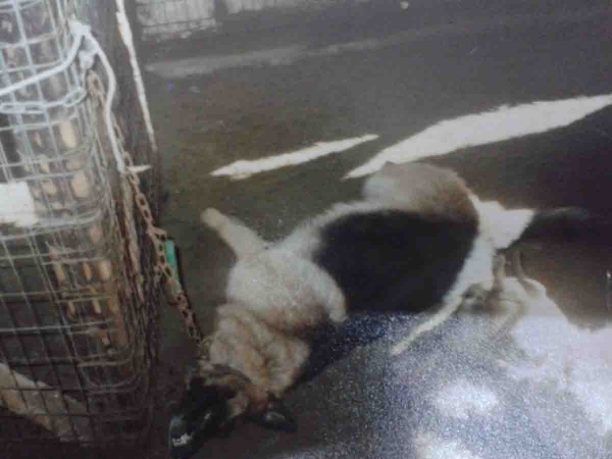 Στις 23-2-2017 η δίκη του άνδρα που κρέμασε σε τσιγκέλι & έπνιξε σκύλο στην Κρυοπηγή Χαλκιδικής