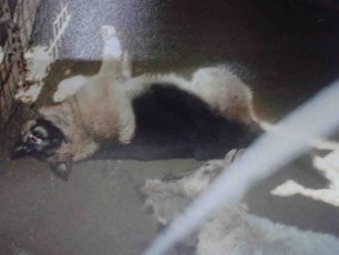 «Αστεία» ποινή και με αναστολή για τον άνδρα που κρέμασε σε τσιγκέλι & έπνιξε σκύλο στην Κρυοπηγή Χαλκιδικής