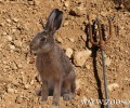 Ανήλικοι συνελήφθησαν καθώς κυνηγούσαν λαγούς με ψαροντούφεκο στα Μπραμιανά Ιεράπετρας