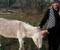 Υιοθέτησε το ηλικιωμένο γαϊδουράκι που εγκαταλείφθηκε στον Λευκώνα Σερρών από τον ιδιοκτήτη του για να πεθάνει από την πείνα και τη δίψα