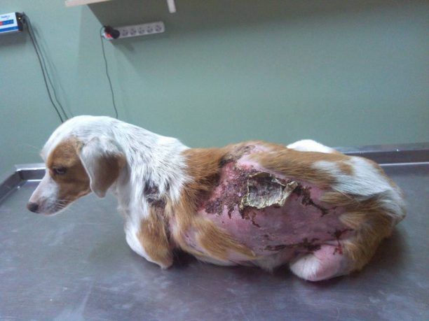 Λεπτοκαρυά Τρικάλων: Βρήκε την σκυλίτσα καμένη και τα κουτάβια της νεκρά μέσα σε πλαστική σακούλα!