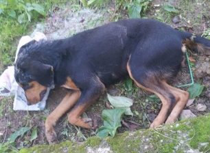 Πέντε αδέσποτα σκυλιά νεκρά από φόλες στα Λουτρά Υπάτης Φθιώτιδας (βίντεο)