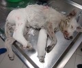 Άργος: Πέταξε τον σκύλο του από το μπαλκόνι αφού τον πλάκωσε στο ξύλο