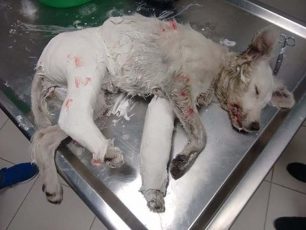Άργος: Πέταξε τον σκύλο του από το μπαλκόνι αφού τον πλάκωσε στο ξύλο