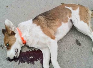 Σκότωσε σκόπιμα τον σκύλο που ήταν στο πεζοδρόμιο με το αυτοκίνητο του στο Πάνω Δαράτσο Χανίων