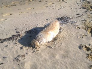 Μύκονος: Νεκρός σκύλος στην παραλία Πάνορμος