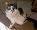 Χάθηκε θηλυκή γάτα στην Πολύδροσο Παρνασσού