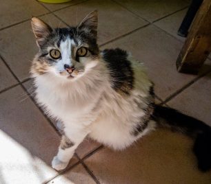 Χάθηκε θηλυκή γάτα στην Πολύδροσο Παρνασσού