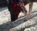 Πεντάλοφος Θεσσαλονίκης: Άνοιξε το κεφάλι σκύλου με φτυάρι, τον έσωσαν και αναζητούν εκείνον που θα τον υιοθετήσει