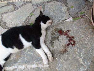 Πισκοπιανό Ηρακλείου: Σκότωσε το γατάκι με το Ι.Χ. αλλά τον είδε το 12χρονο κοριτσάκι